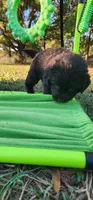 Purple collar girl, a female Newfoundland for sale in Marshville, NC – 6 of 10