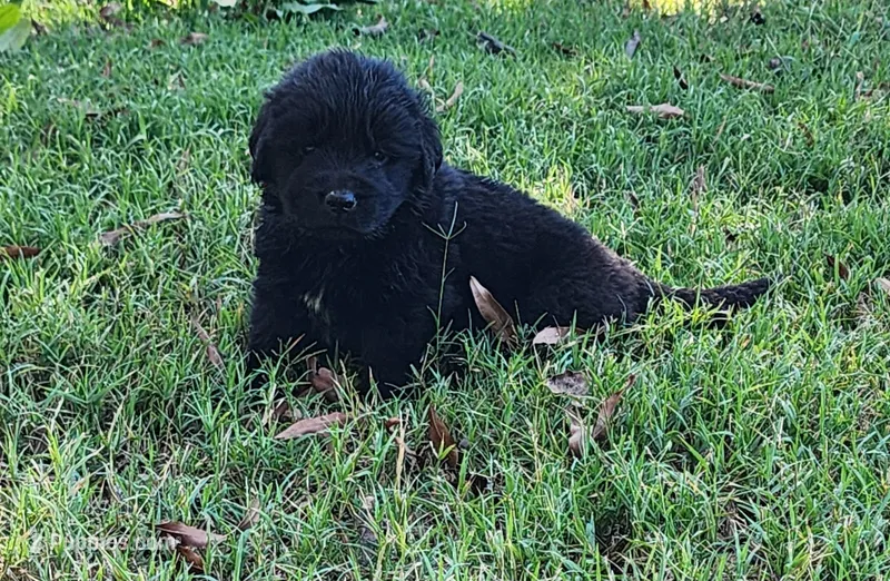 Tan collar boy – Newfoundland puppy for sale in Marshville, NC