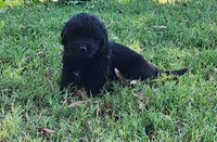 Tan collar boy, a male Newfoundland for sale in Marshville, NC – 2 of 8