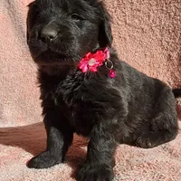 Valley (health tested parents), a female Newfoundland for sale in Marshville, NC – Photo 1 of 9