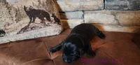 Valley (Dark pink), a female Newfoundland for sale in Marshville, NC – Photo 8 of 9