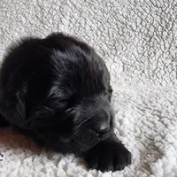 Valley (health tested parents), a female Newfoundland for sale in Marshville, NC – Photo 5 of 9