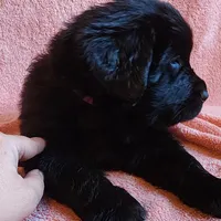 Valley (health tested parents), a female Newfoundland for sale in Marshville, NC – Photo 2 of 9