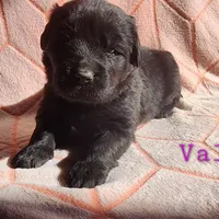 Valley (health tested parents), a female Newfoundland for sale in Marshville, NC – Photo 3 of 9