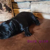 Valley (health tested parents), a female Newfoundland for sale in Marshville, NC – Photo 9 of 9