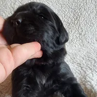 Valley (health tested parents), a female Newfoundland for sale in Marshville, NC – Photo 6 of 9