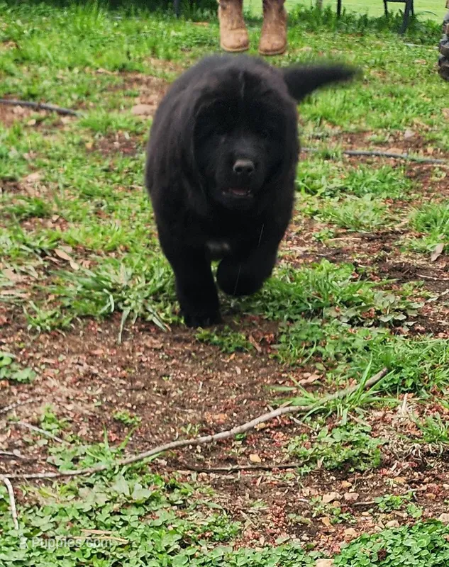 Valley (health tested parents) – Newfoundland puppy for sale in Marshville, NC