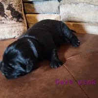 Valley (health tested parents), a female Newfoundland for sale in Marshville, NC – Photo 7 of 9