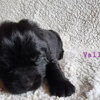 Valley (health tested parents), a female Newfoundland for sale in Marshville, NC – Photo 4 of 9