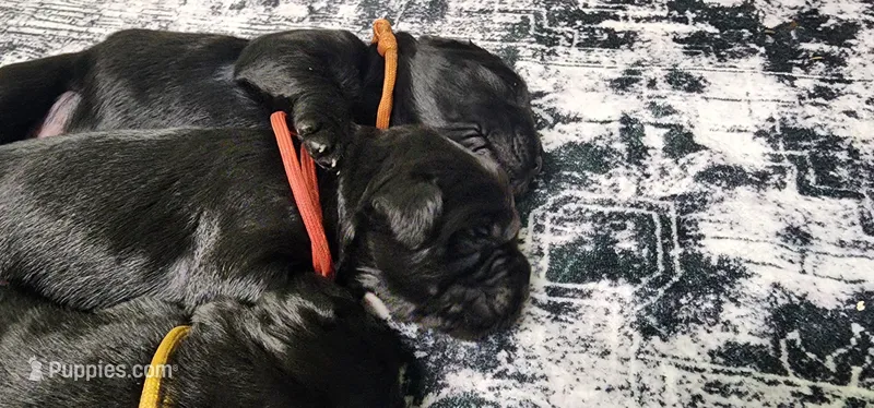 Orange collar boy – Newfoundland puppy for sale in Marshville, NC