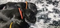 Orange collar boy, a male Newfoundland for sale in Marshville, NC – 1 of 3