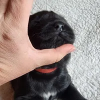 Boone (health tested parents), a male Newfoundland for sale in Marshville, NC – Photo 5 of 9