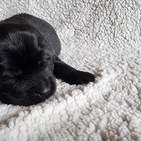 Boone (health tested parents), a male Newfoundland for sale in Marshville, NC – Photo 4 of 9