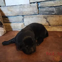 Boone (health tested parents), a male Newfoundland for sale in Marshville, NC – Photo 7 of 9