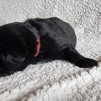 Boone (health tested parents), a male Newfoundland for sale in Marshville, NC – Photo 6 of 9