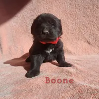 Boone (health tested parents), a male Newfoundland for sale in Marshville, NC – Photo 2 of 9
