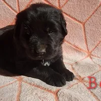 Boone (health tested parents), a male Newfoundland for sale in Marshville, NC – Photo 3 of 9