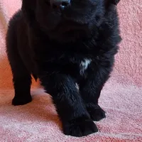 Boone (health tested parents), a male Newfoundland for sale in Marshville, NC – Photo 1 of 9
