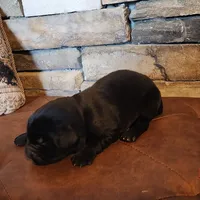 Boone (health tested parents), a male Newfoundland for sale in Marshville, NC – Photo 8 of 9