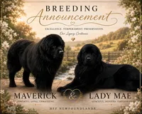 Red collar , a male Newfoundland for sale in Marshville, NC – 4 of 4
