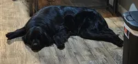 Due in September , a  Newfoundland for sale in Marshville, NC – 4 of 5