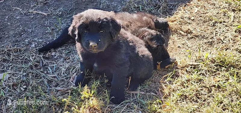 Purple collar girl – Newfoundland puppy for sale in Marshville, NC