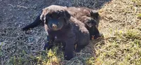 Purple collar girl, a female Newfoundland for sale in Marshville, NC – 1 of 10