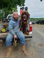 Gander, a male Newfoundland for sale in Marshville, NC – Photo 6 of 8
