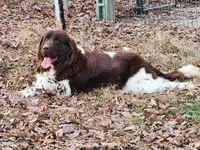 Gander, a male Newfoundland for sale in Marshville, NC – Photo 7 of 8
