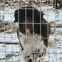 Brown health tested newfies coming soon! , a  Newfoundland for sale in Marshville, NC – Photo 2 of 4