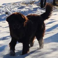 Brown health tested newfies coming soon! , a  Newfoundland for sale in Marshville, NC – Photo 1 of 4