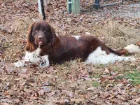 Gander, a male Newfoundland for sale in Marshville, NC – Photo 4 of 8