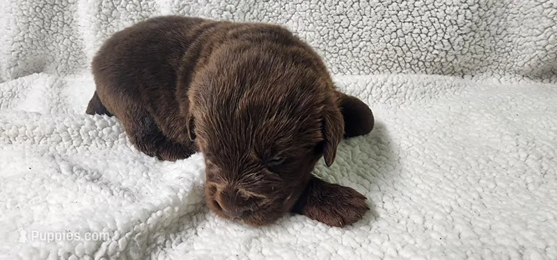 Gander – Newfoundland puppy for sale in Marshville, NC