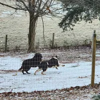 Brown health tested newfies coming soon! , a  Newfoundland for sale in Marshville, NC – Photo 3 of 4