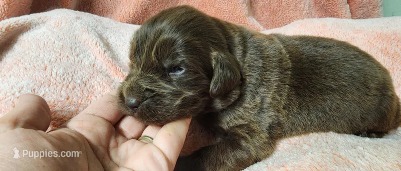Gander – Newfoundland puppy for sale in Marshville, NC