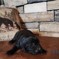 Thunder (health tested parents), a male Newfoundland for sale in Marshville, NC – Photo 7 of 8