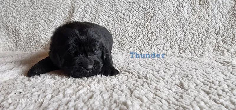 Thunder (blue collar)