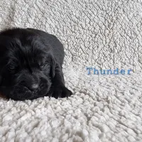 Thunder (health tested parents), a male Newfoundland for sale in Marshville, NC – Photo 3 of 8