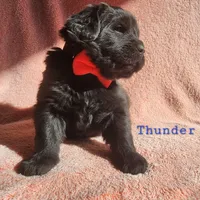 Thunder (health tested parents), a male Newfoundland for sale in Marshville, NC – Photo 1 of 8