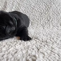 Thunder (health tested parents), a male Newfoundland for sale in Marshville, NC – Photo 5 of 8