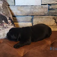 Thunder (health tested parents), a male Newfoundland for sale in Marshville, NC – Photo 8 of 8