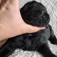 Thunder (health tested parents), a male Newfoundland for sale in Marshville, NC – Photo 6 of 8