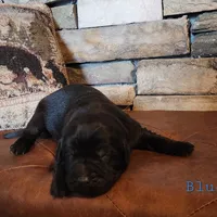 Thunder (health tested parents), a male Newfoundland for sale in Marshville, NC – Photo 4 of 8