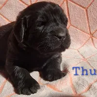 Thunder (health tested parents), a male Newfoundland for sale in Marshville, NC – Photo 2 of 8