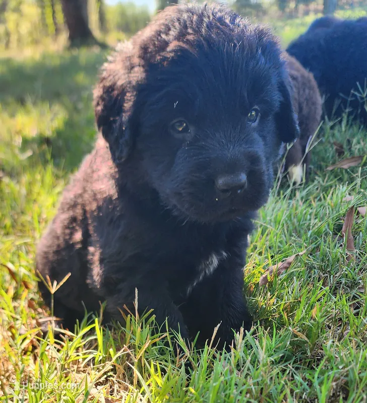 Red collar boy – Newfoundland puppy for sale in Marshville, NC