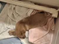Tedy, a male Pomchi for sale in Clyde, OH – 3 of 6