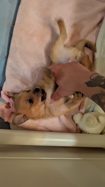 Tedy, a male Pomchi for sale in Clyde, OH – 6 of 6