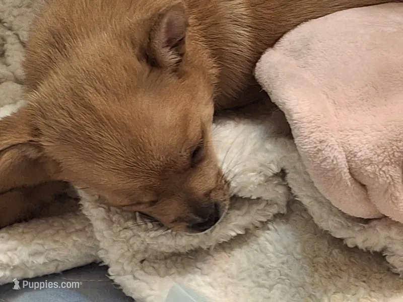 Tedy – Pomchi puppy for sale in Clyde, OH