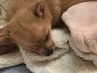 Tedy, a male Pomchi for sale in Clyde, OH – 1 of 6