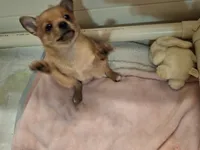 Tedy, a male Pomchi for sale in Clyde, OH – 2 of 6